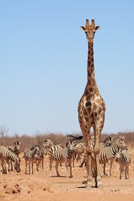 Africa Destinations