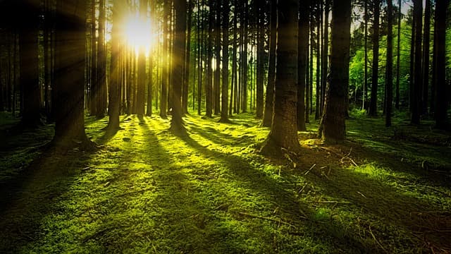 Lush Green Forest Path